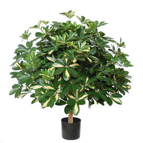 Schefflera Plant w pot 80 cm green Yellow